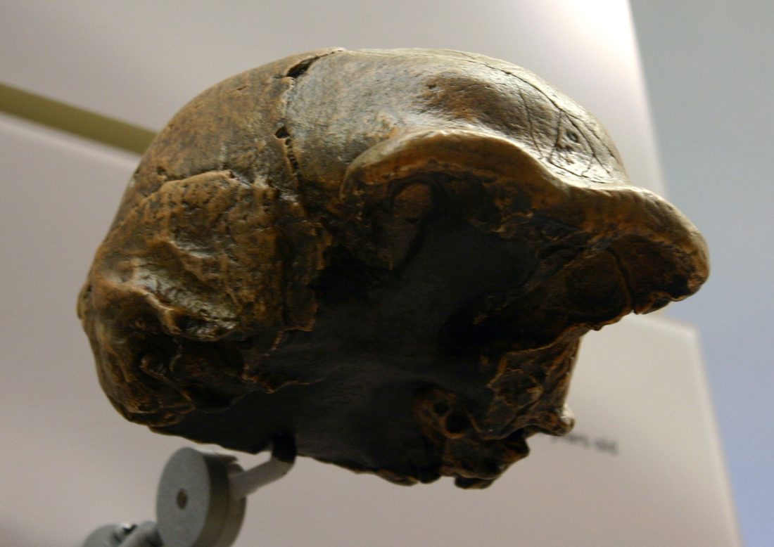 Cast of the Homo erectus skull from Zhoukoudian (Peking Man)