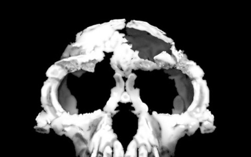 Ardipithecus ramidus : Ardi, aux racines de l'humanité