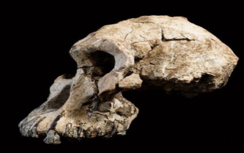 Australopithecus anamensis, l'ancetre de Lucy et le premier australopitheque