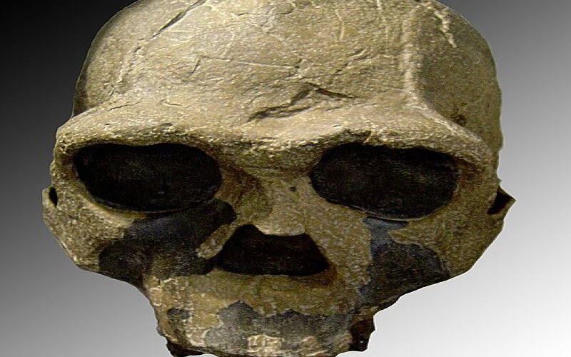 Homo ergaster, l'ancetre africain de l'Homme droit