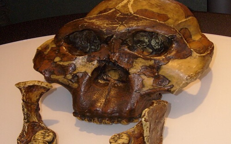 Paranthropus, les australopitheques robustes : une branche sans avenir