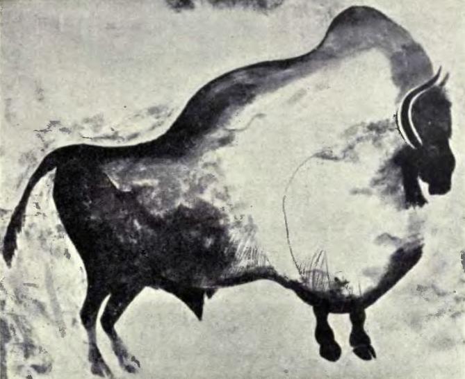 Bison peint de la grotte de Font-de-Gaume, Dordogne ,  relevé de l'abbé Henri Breuil (domaine public)