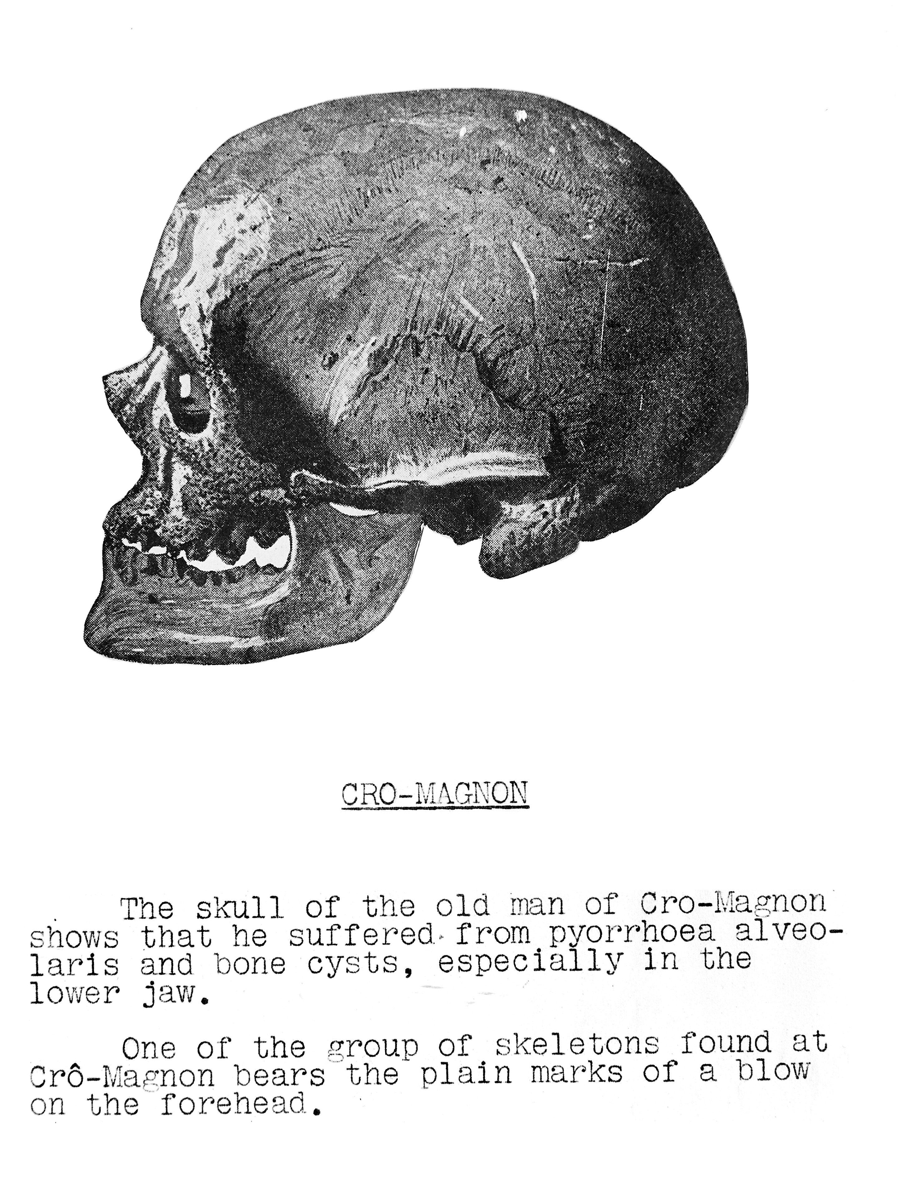 Crâne du Vieillard de Cro-Magnon ,  Wellcome Collection