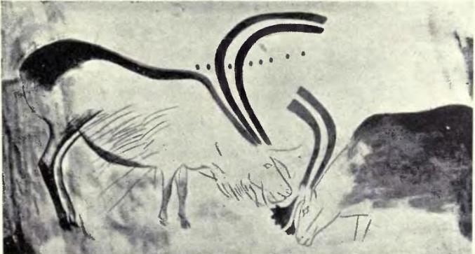 Rennes de la grotte de Font-de-Gaume ,  relevé de l'abbé Henri Breuil (domaine public)