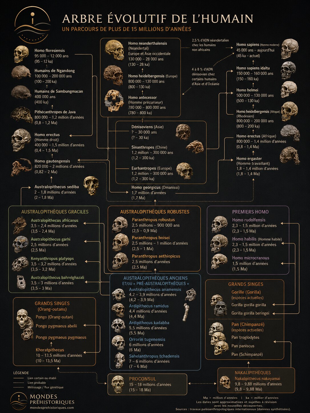 L'Arbre Evolutif de l'Humain