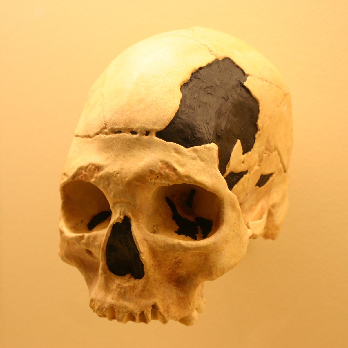 Oase 2 skull Homo sapiens Romania Neanderthal DNA