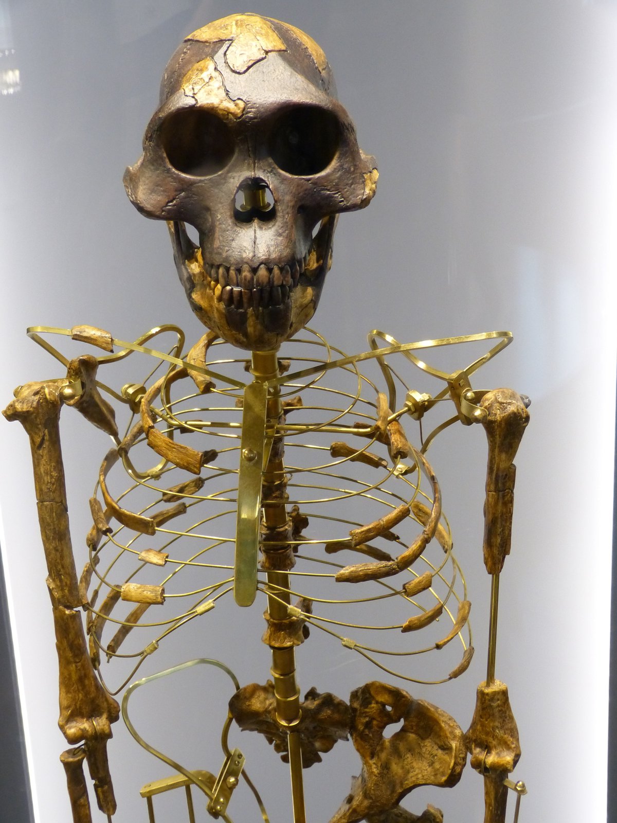 Squelette Australopithecus afarensis Lucy replica musee