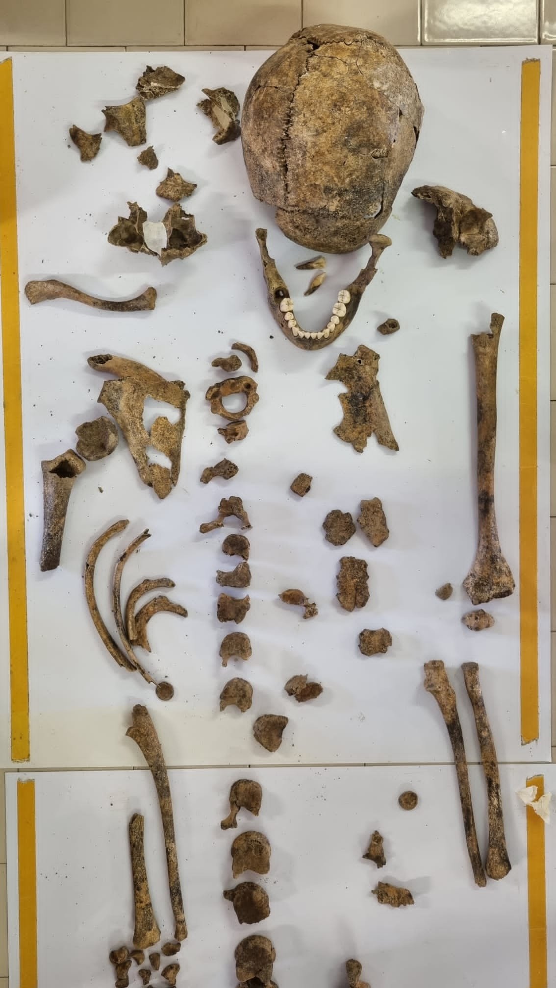 Bioarchaeology laboratory bone skeleton isotope analysis