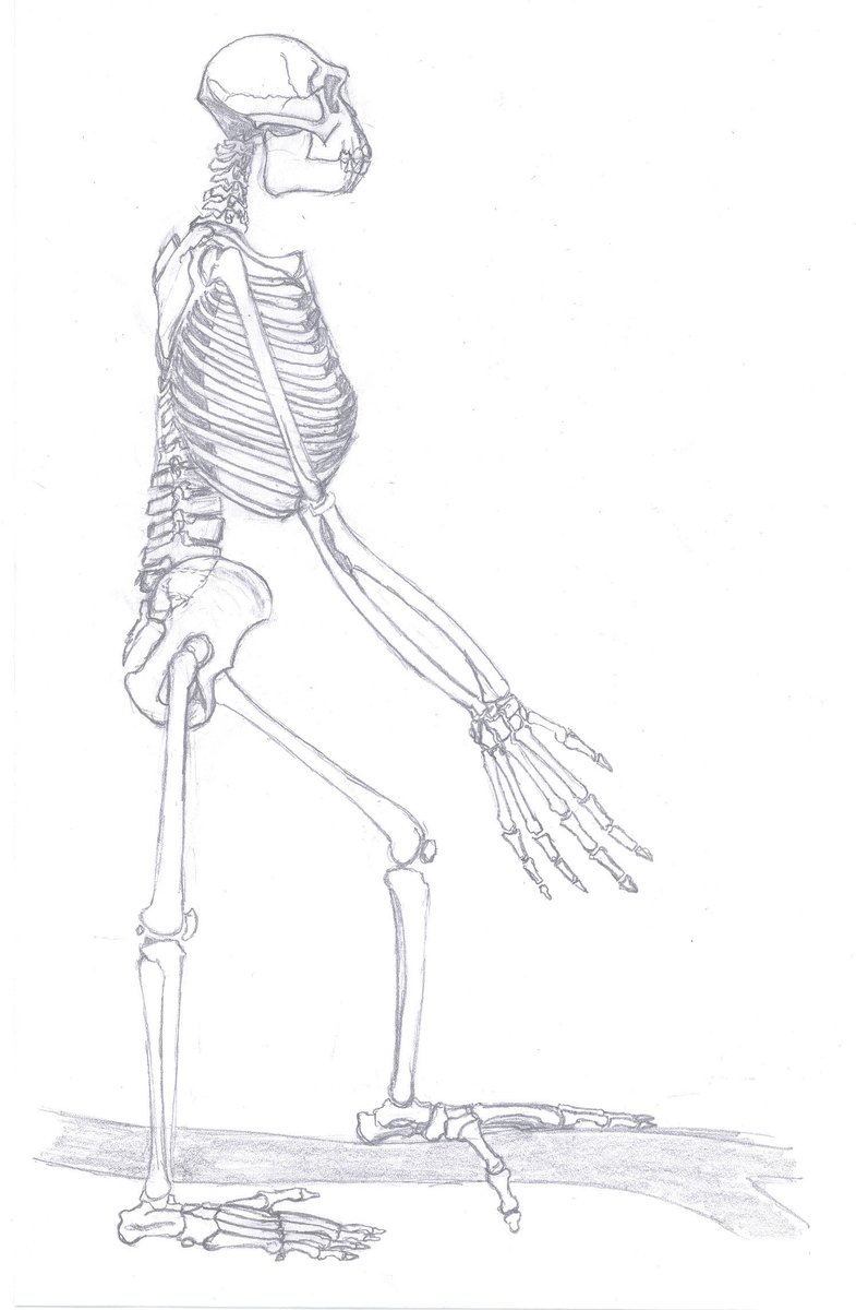 Reconstitution du squelette d'Ardipithecus ramidus