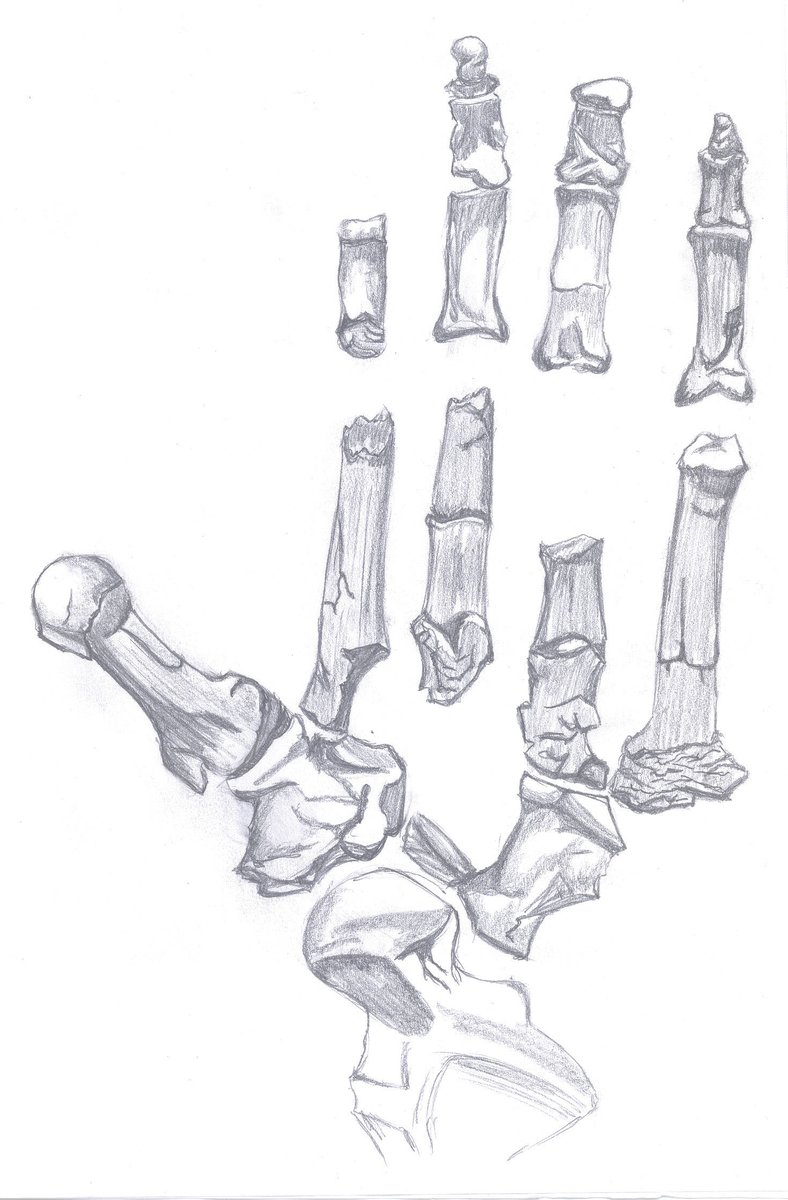 Pied d'Ardipithecus ramidus montrant l'orteil opposable