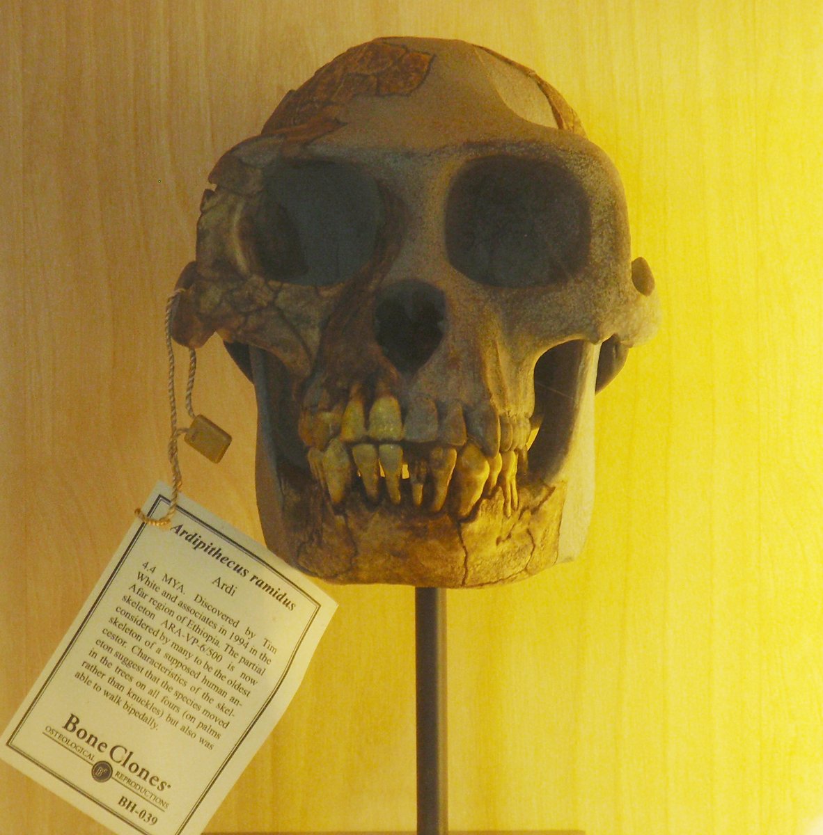 Comparaison Ardipithecus ramidus avec chimpanze et humain
