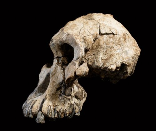 Comparaison anatomique Australopithecus anamensis afarensis
