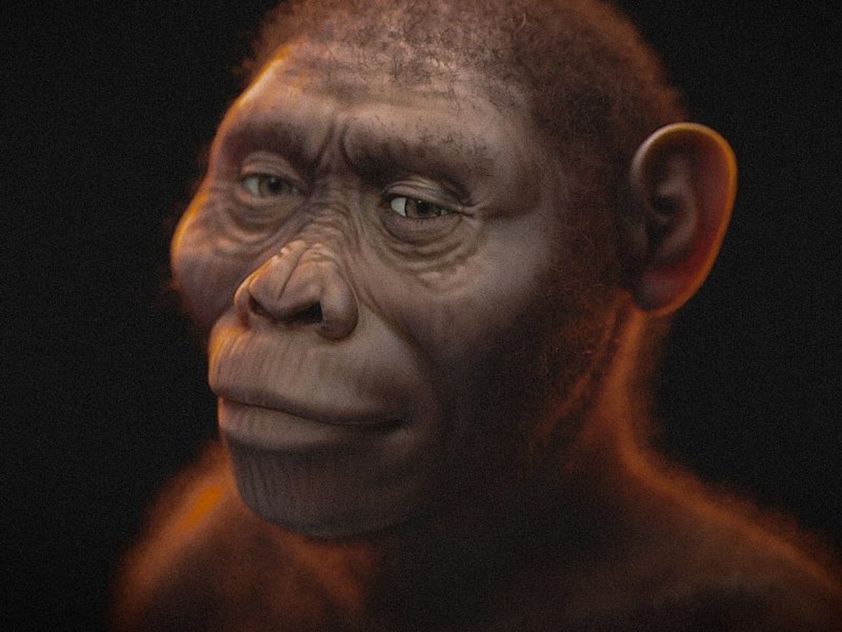 Reconstruction d'Australopithecus afarensis, l'espece de Lucy
