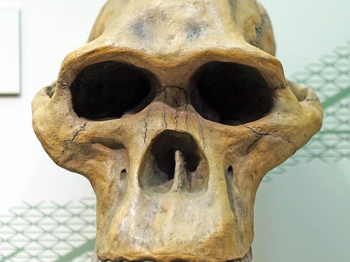 Reconstruction faciale d'Australopithecus africanus