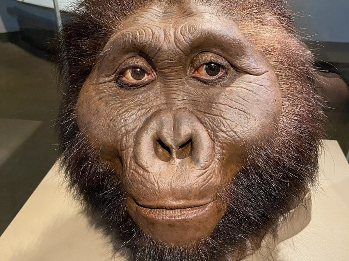 Reconstruction de Paranthropus boisei, le Casse-noisette