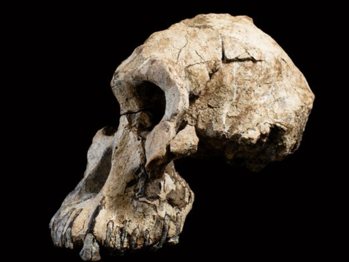 Reconstruction d'Australopithecus anamensis, l'australopitheque le plus ancien connu