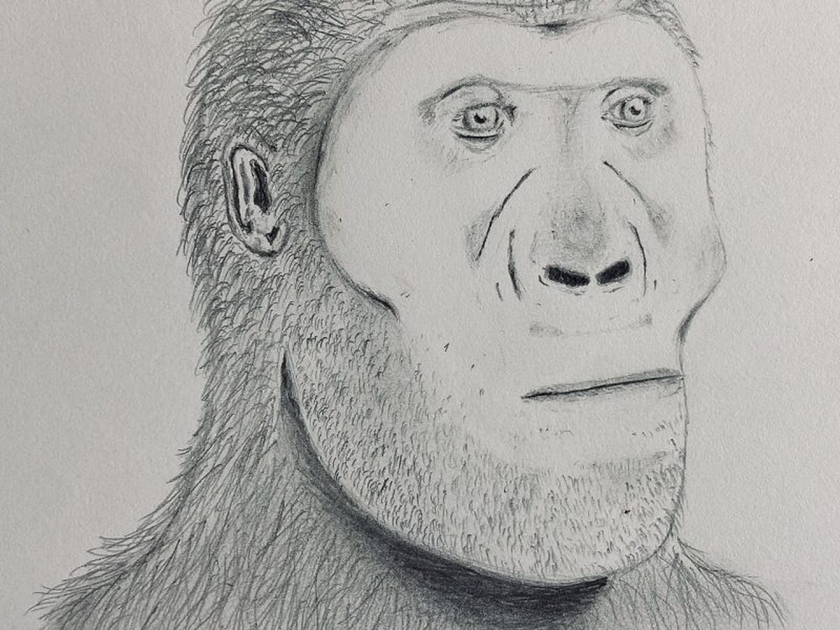 Reconstruction de Paranthropus robustus, l'australopitheque robuste d'Afrique du Sud