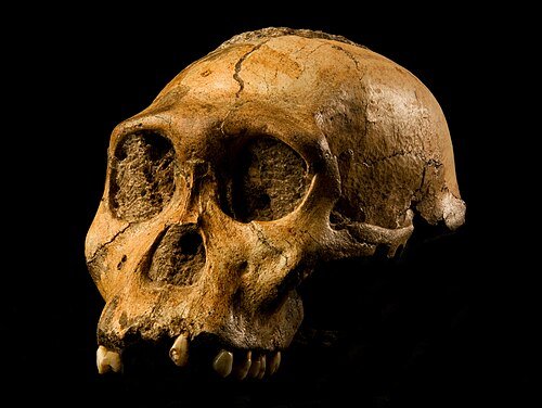 Crane Australopithecus sediba MH1 Malapa