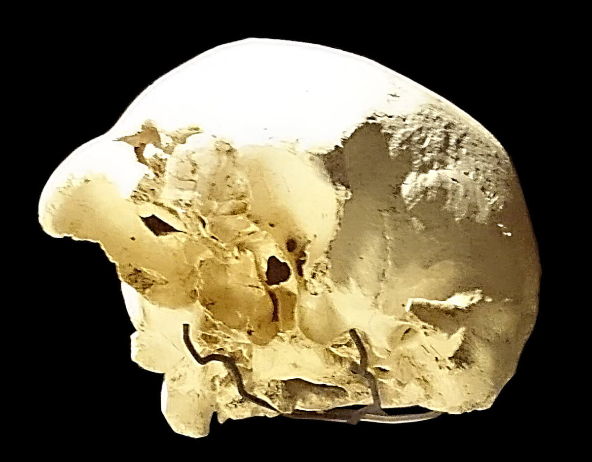 Crâne fossile d'Homo heidelbergensis de la Sima de los Huesos vu de trois quarts