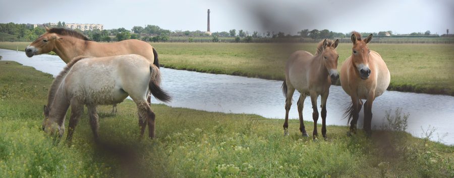 Chevaux de Przewalski dans la steppe kazakhe, descendants des chevaux de Botai