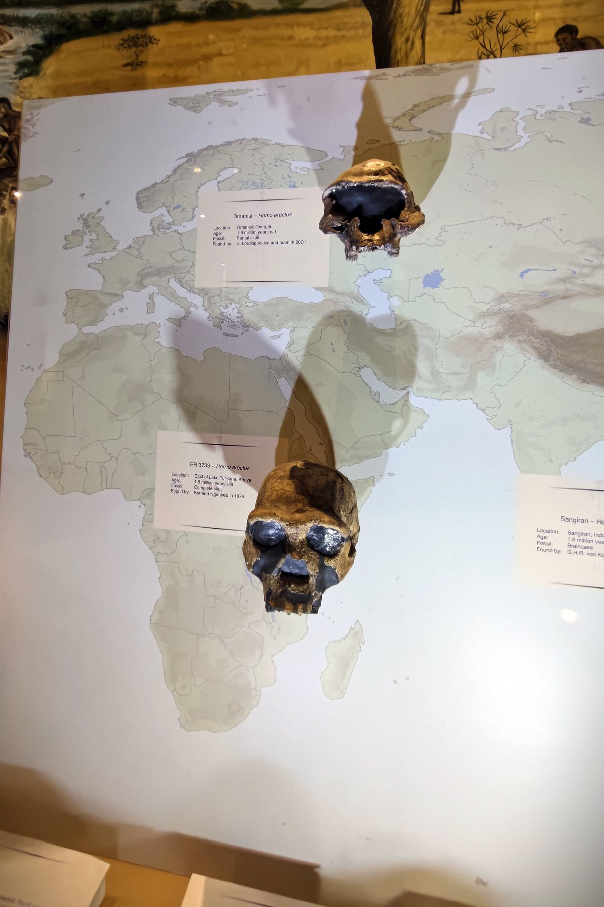 Comparaison de cranes fossiles d'Homo erectus - Wikimedia Commons CC BY-SA 4.0