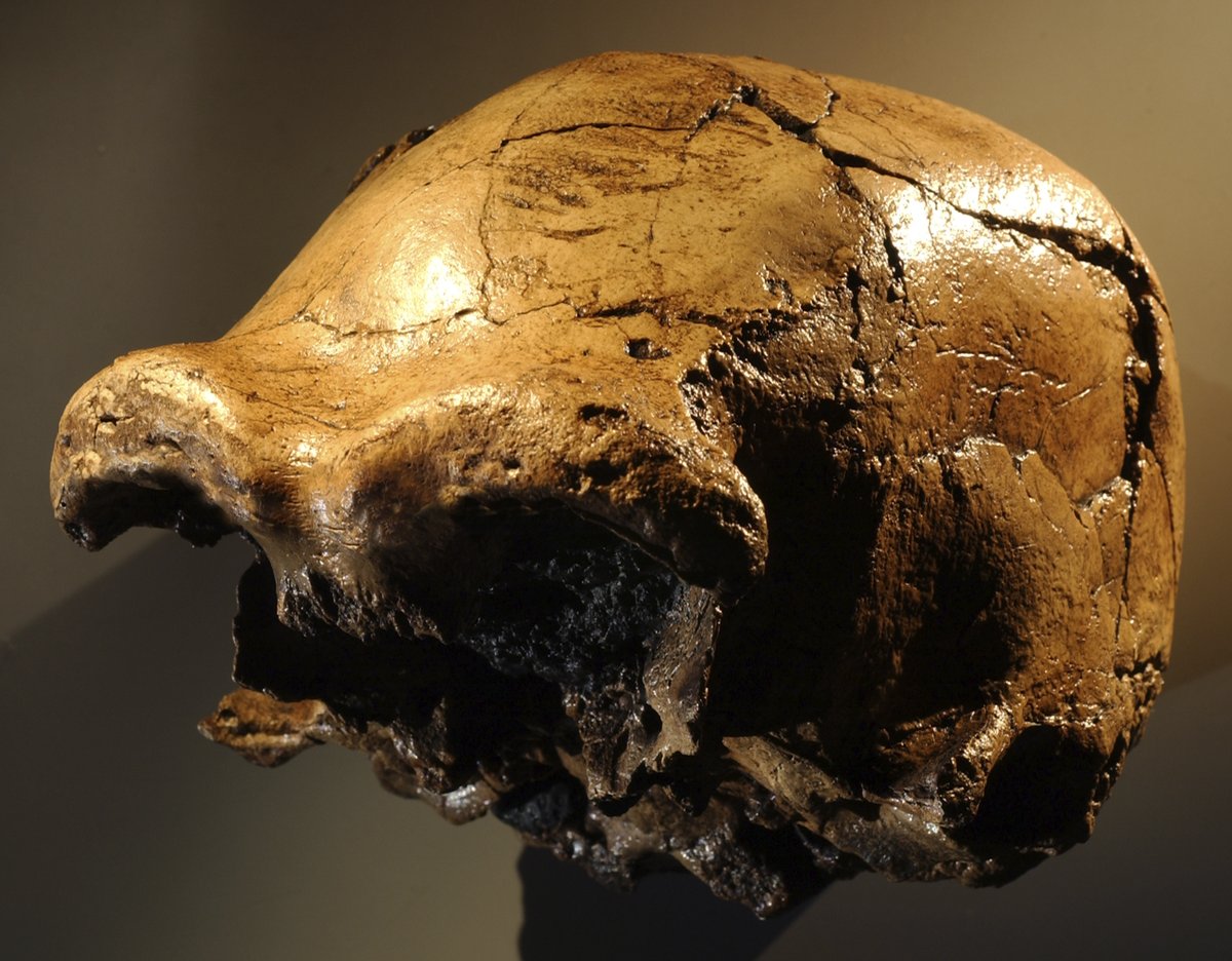 Calvaria (voute cranienne) d'Homo erectus, site de Daka (Ethiopie) - Wikimedia Commons CC BY-SA 3.0