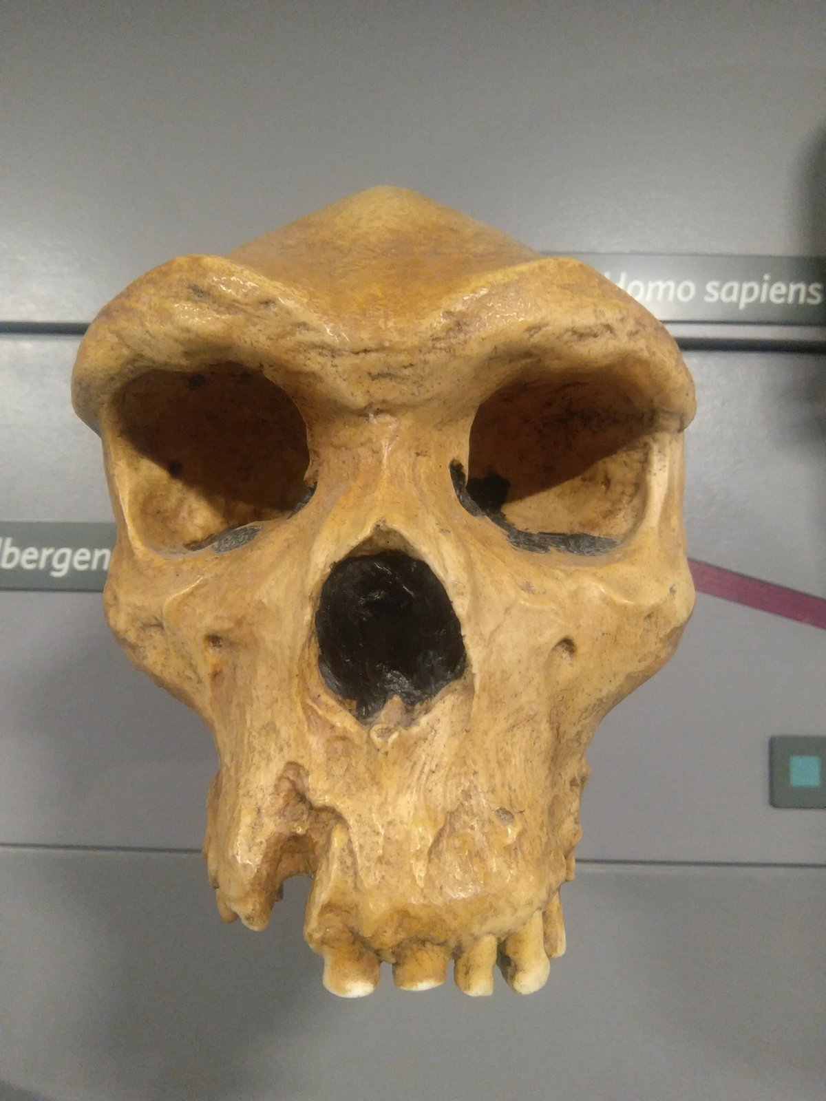 Crâne d'Homo heidelbergensis - Wikimedia Commons CC0
