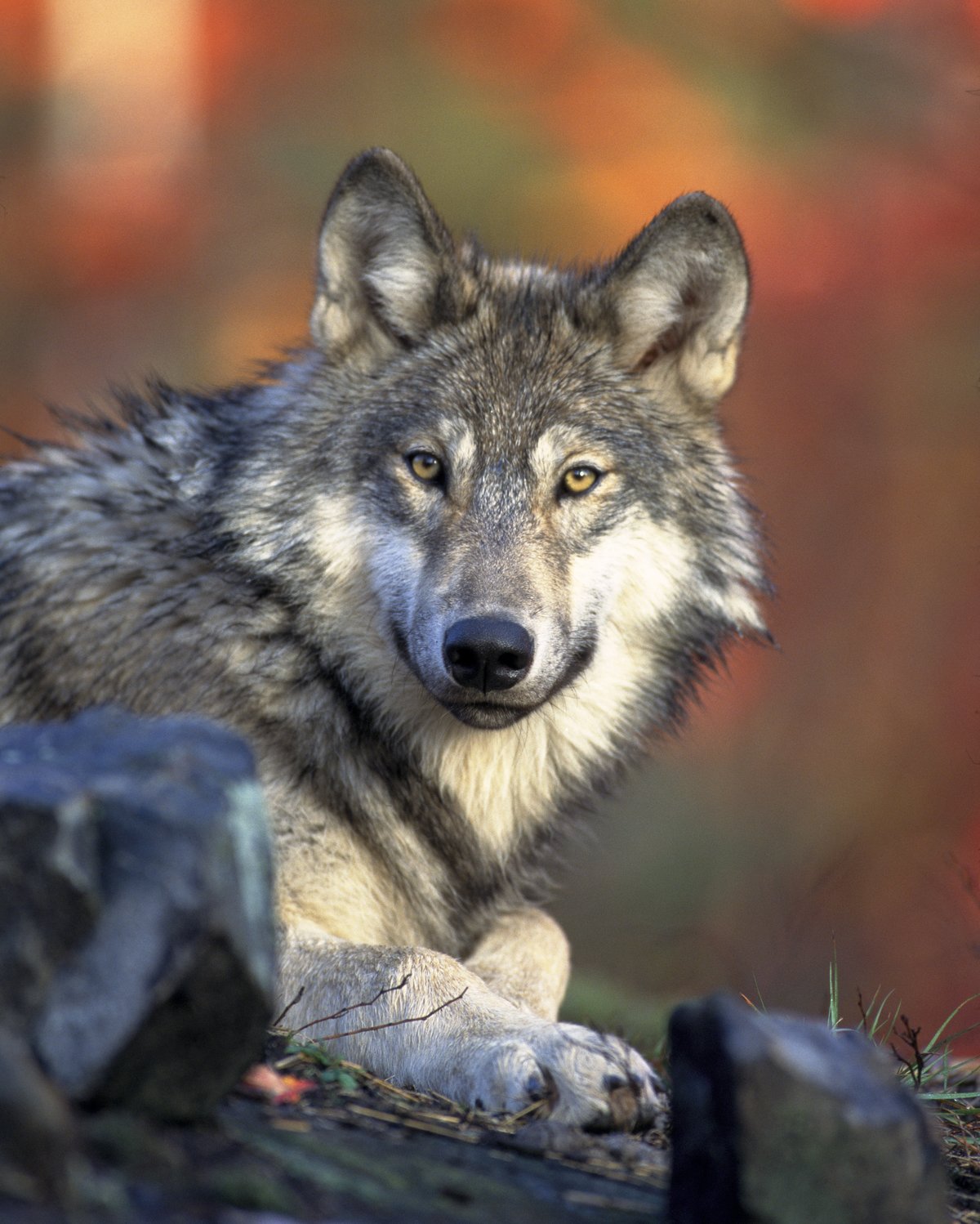 Loup gris Canis lupus ancetre du chien domestique