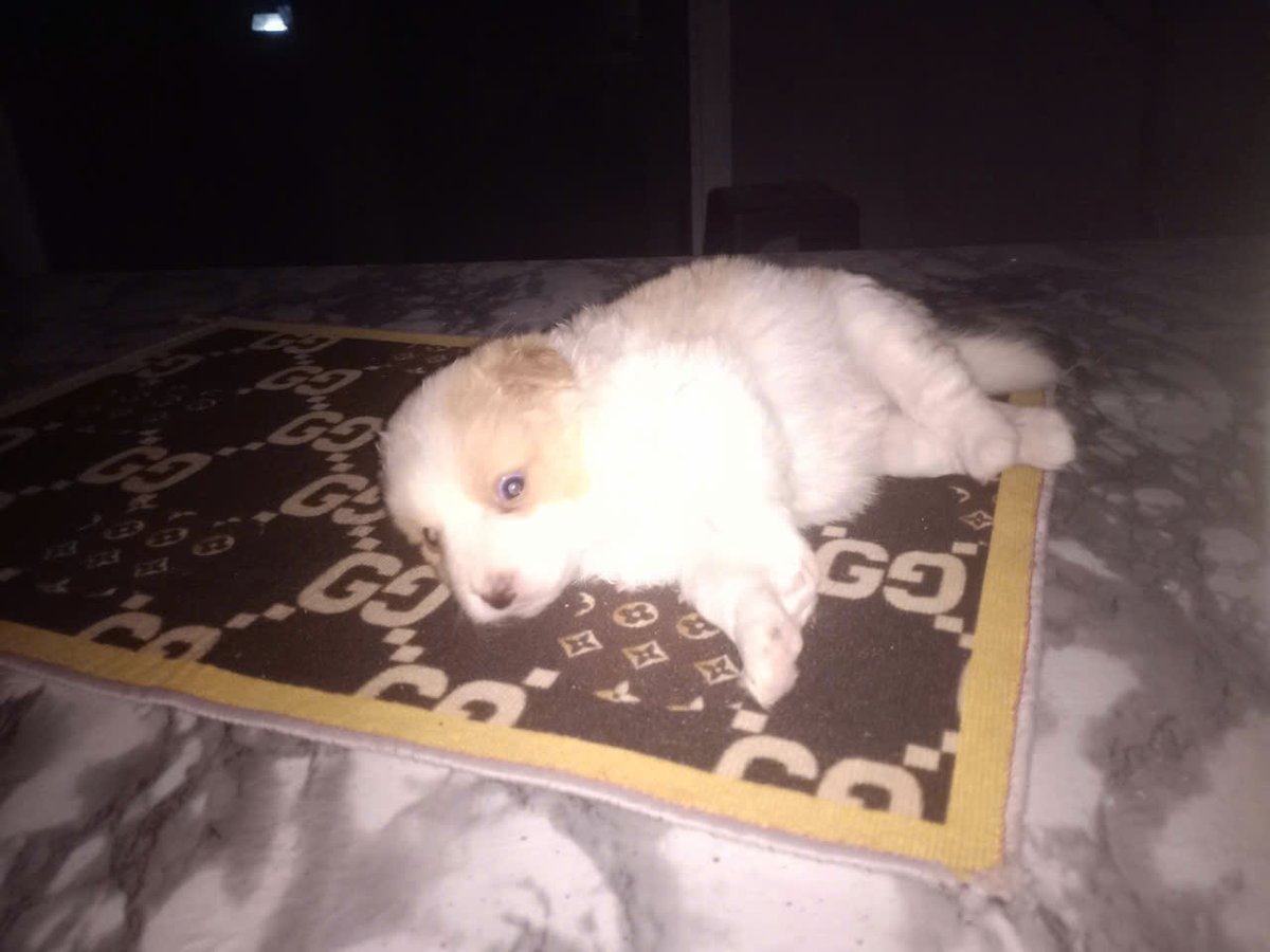 Chien domestique Canis lupus familiaris evolution