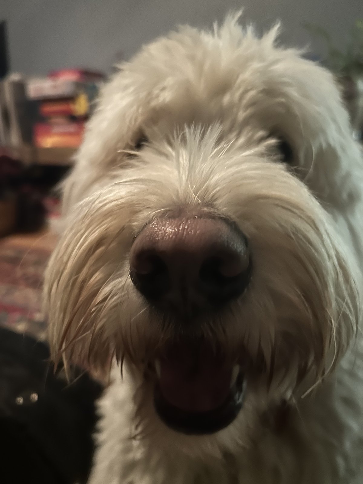 Chien moderne descendant direct du loup domestique prehistorique