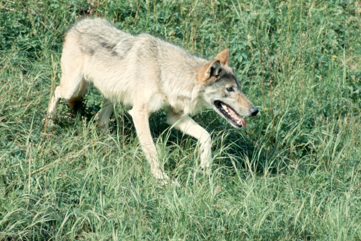 Loup gris (Canis lupus) représentant ancestral du chien domestique - Wikimedia Commons CC BY-SA 4.0