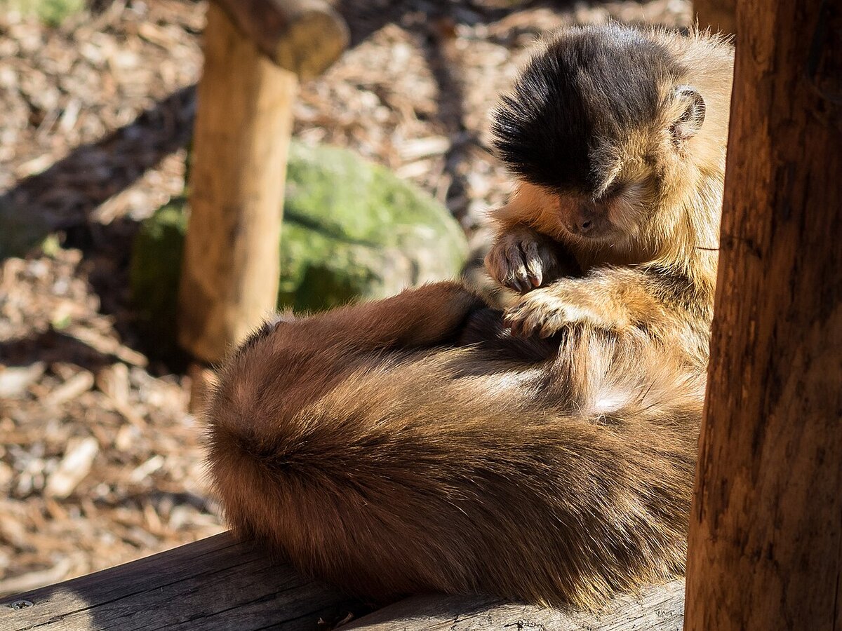 Deux capucins touffus en session de toilettage mutuel (allogrooming), primates sociaux