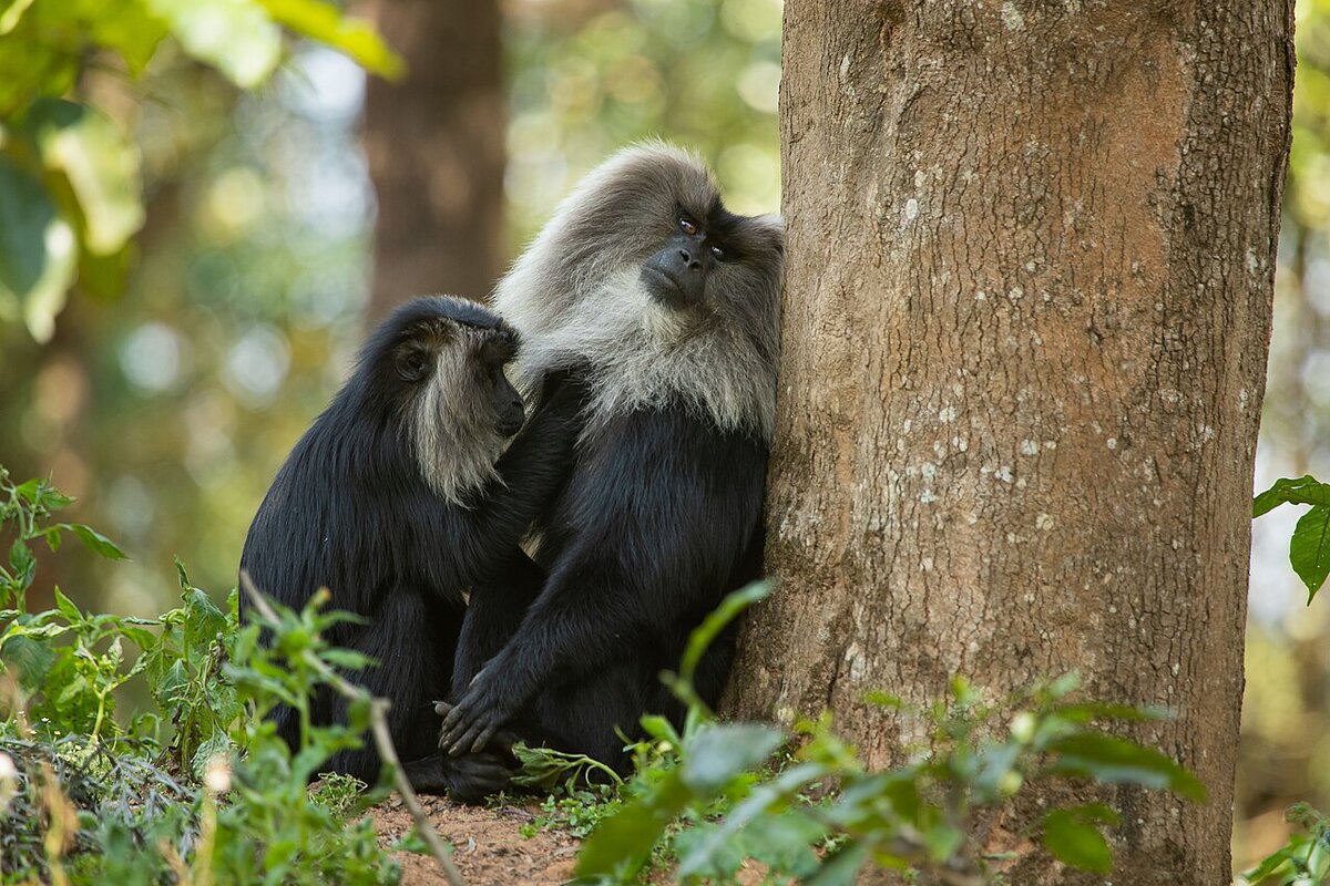 Macaque a queue de lion pratiquant le toilettage social (allogrooming), Inde