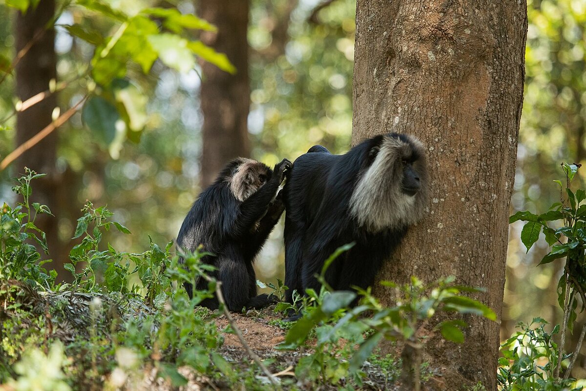 Macaque a queue de lion en cours de toilettage, detail de la session d'allogrooming