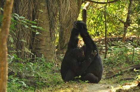 Chimpanzes se tenant la main (handclasp grooming), comportement de liaison sociale
