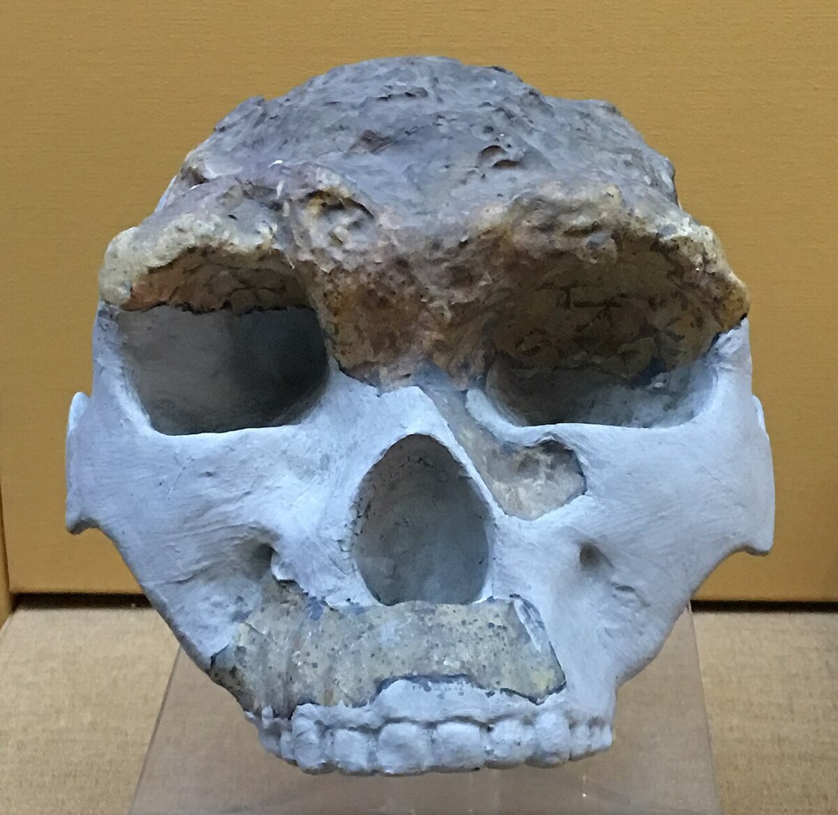 Crane d'Homo erectus lantianensis conserve au Natural History Museum