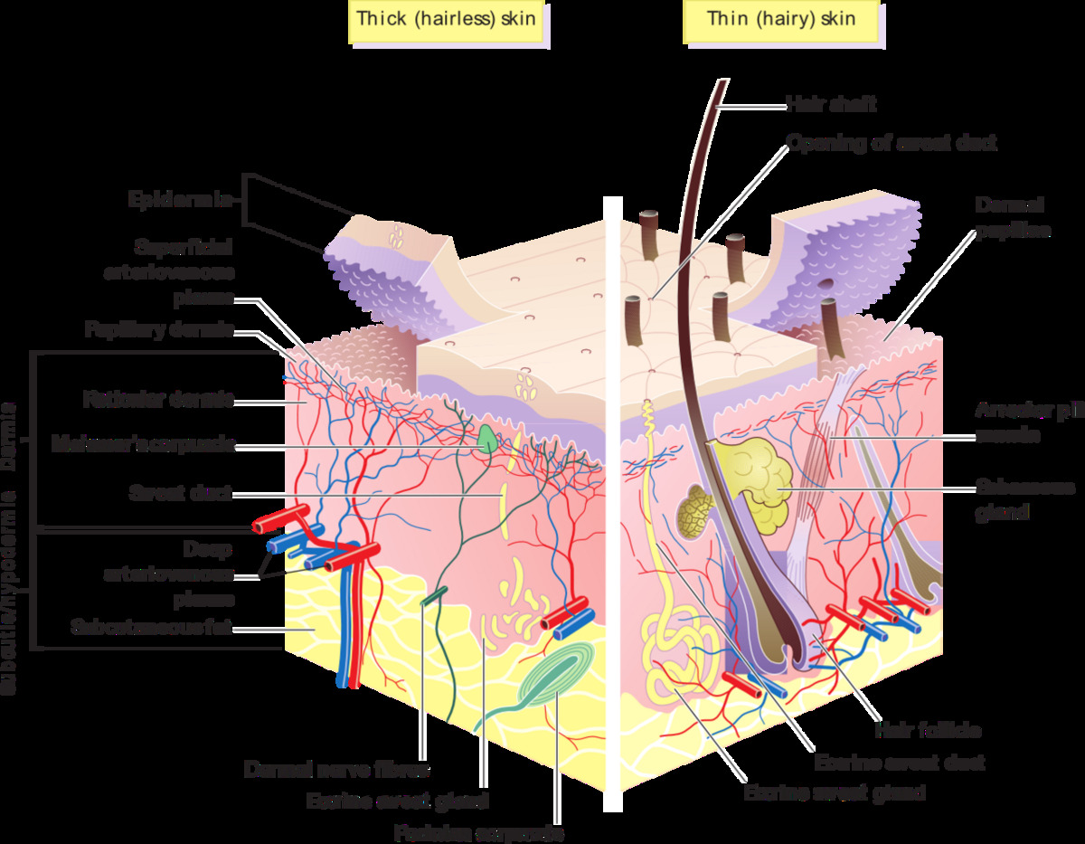 Schema des couches de la peau humaine montrant l'epiderme, le derme et l'hypoderme