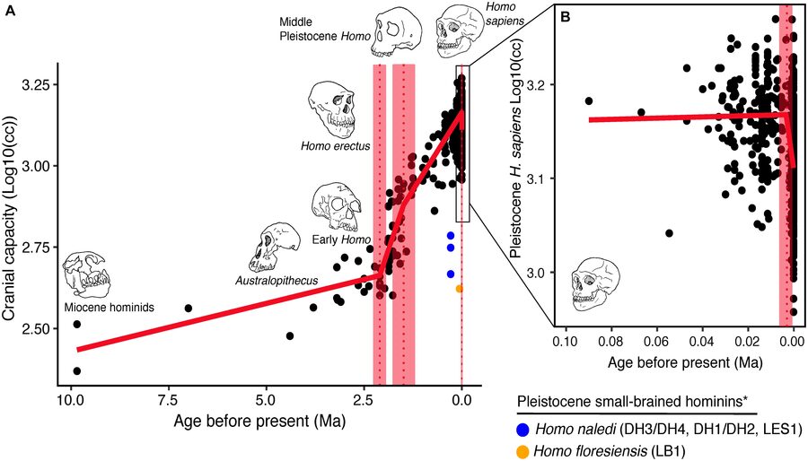 Évolution de la taille du cerveau chez les hominidés