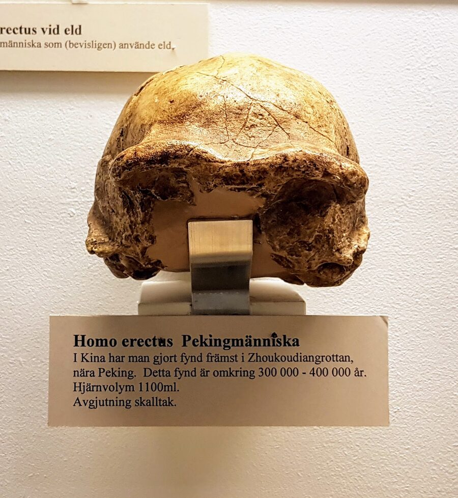 Crâne de Homo erectus (Homme de Pékin)