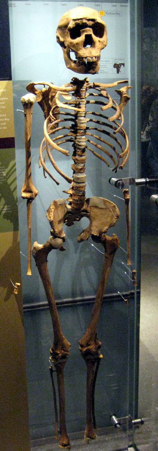Turkana Boy, Homo ergaster