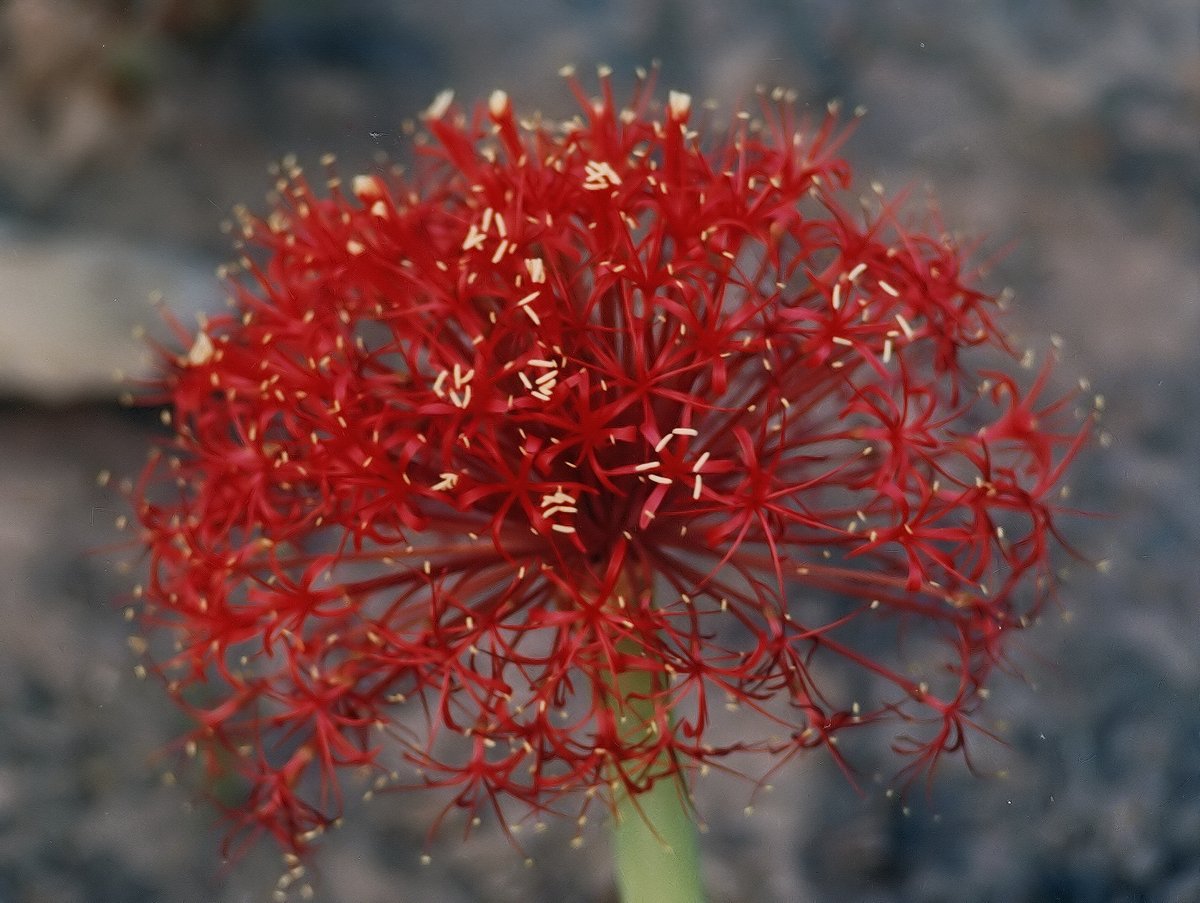 Boophone disticha in flower - Wikimedia Commons CC BY-SA 4.0