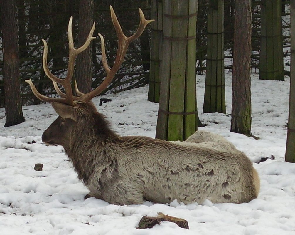 Wapiti de l'Altai (Cervus canadensis sibiricus), dont les os servaient a fabriquer les boucliers ymyyakhtakh