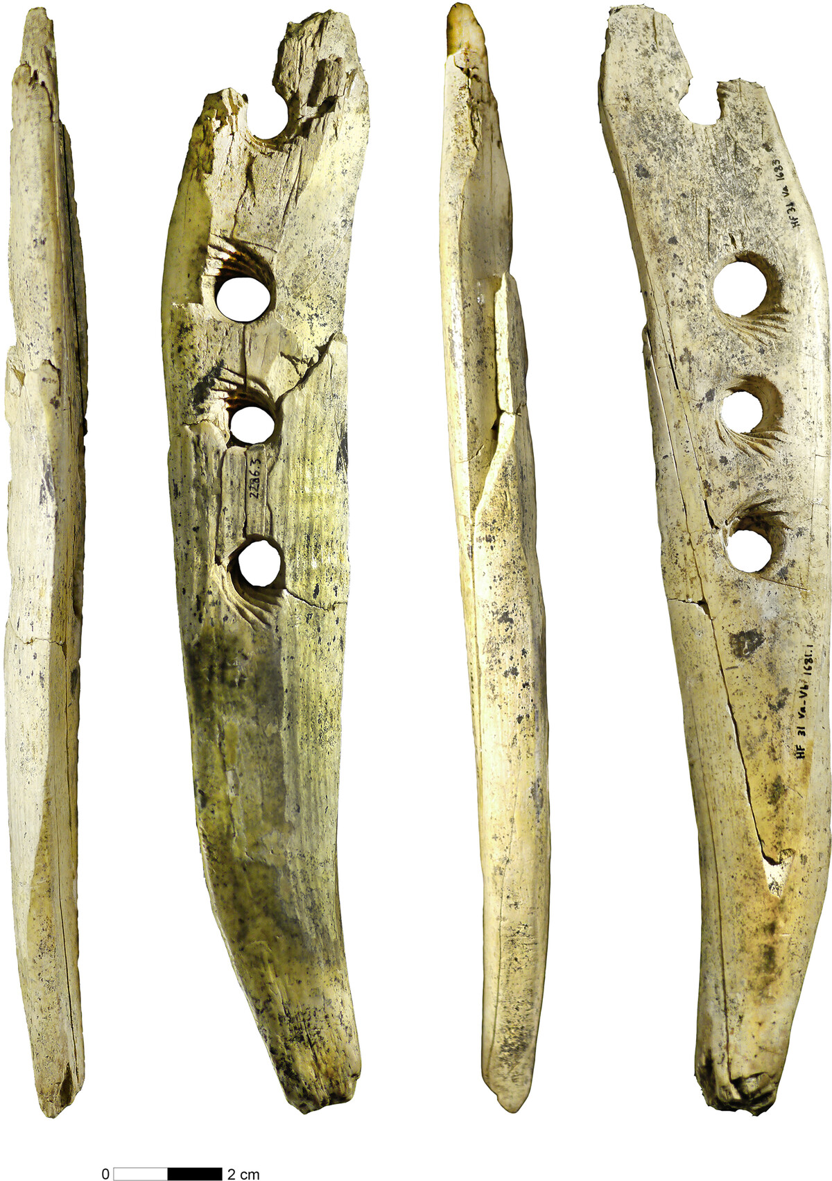 Baton perfore en ivoire de mammouth decouvert dans la grotte du Hohle Fels, Allemagne, vieux de plus de 35 000 ans