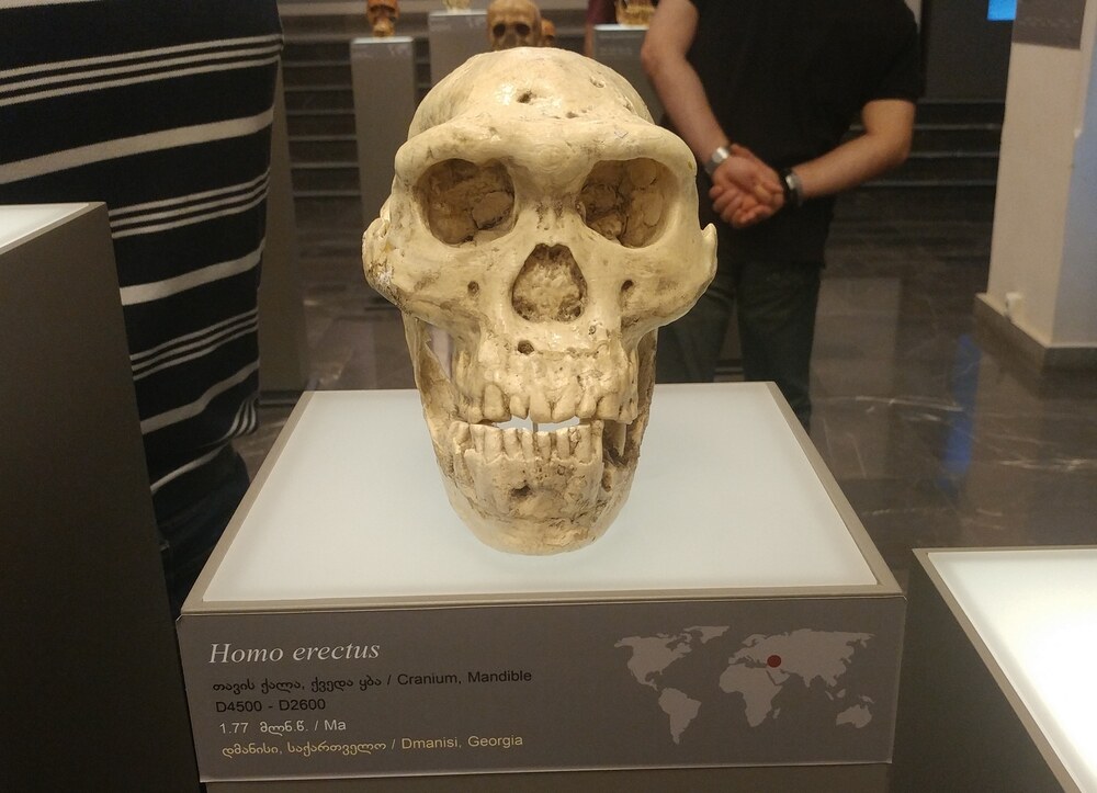 Dmanisi skull D4500 (Georgia), Homo erectus, 1.85 million years old
