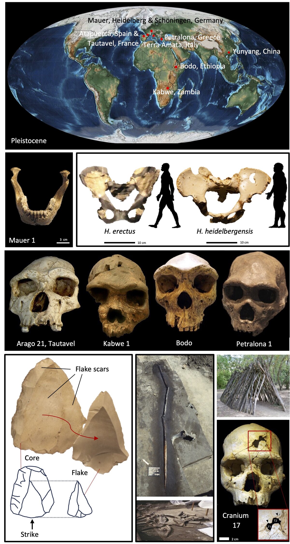 Crâne d'Homo heidelbergensis, ancêtre commun de Néandertal et Sapiens