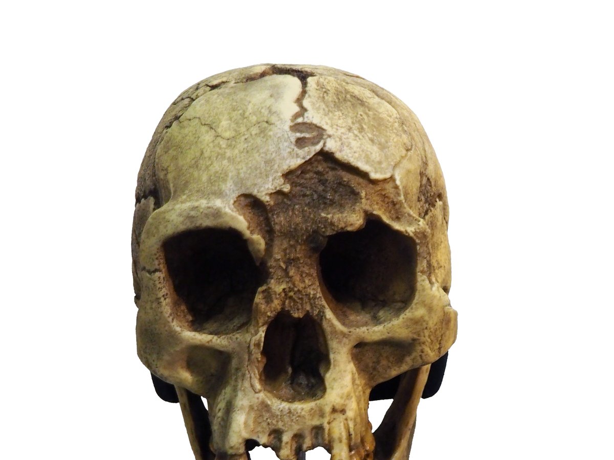 Crane d'Homo floresiensis LB1, spécimen type de l'espèce, sur fond blanc