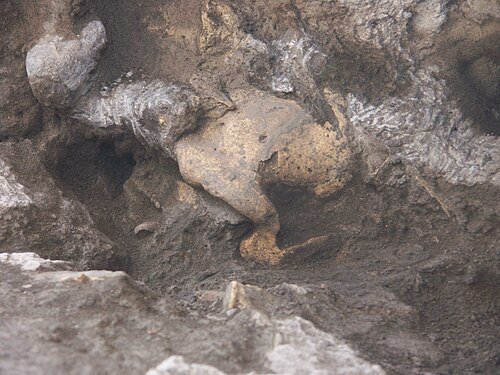 Site archeologique de Dmanisi Georgie fouilles