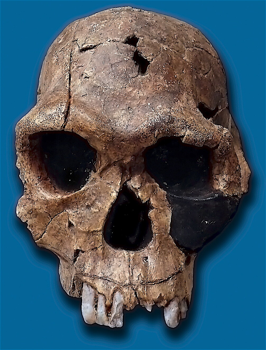 KNM-ER 1813 skull of Homo habilis