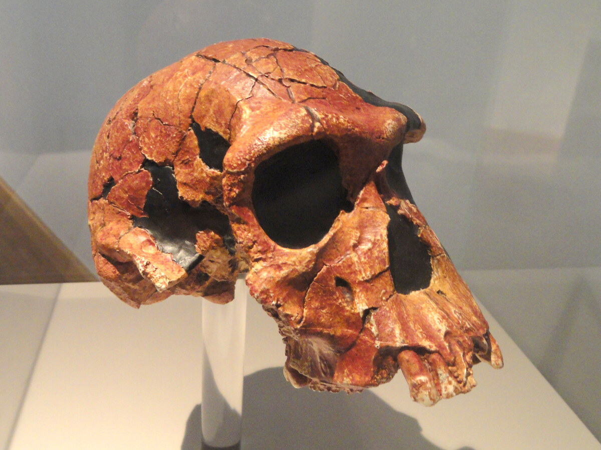 Homo habilis skull at Naturmuseum Senckenberg