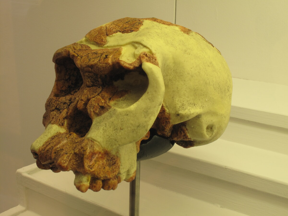 Homo habilis skull lateral view